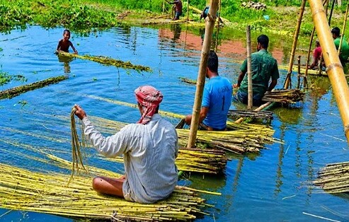 লক্ষ্যমাত্রা ছাড়িয়েছে শেরপুরে পাটের উৎপাদন 16651_IMG_9502.jpeg